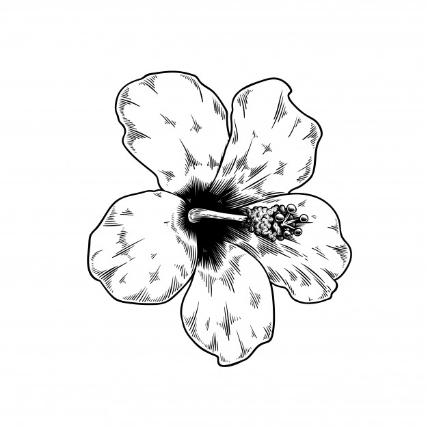 626x626 Chinese Rose Drawing Flower Nature Vector Free Download - Chinese Flower Drawing