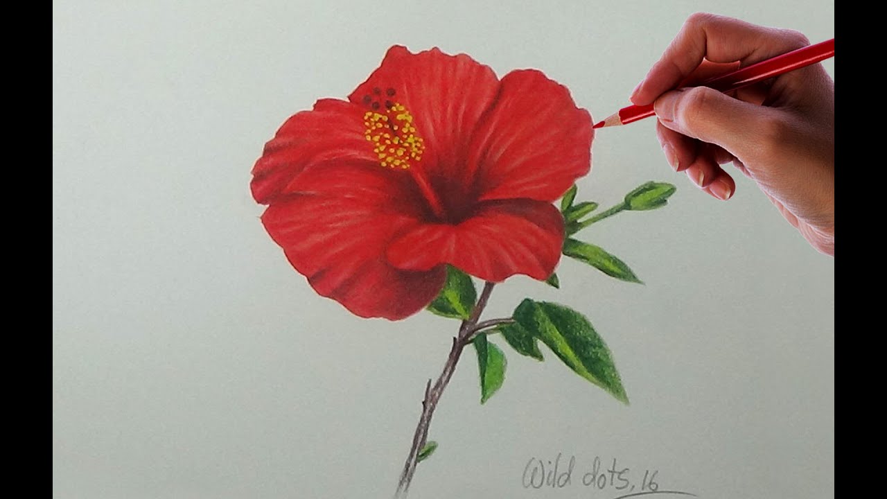 1280x720 Drawing A Flower - Chinese Flower Drawing
