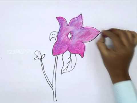 480x360 How To Draw A Chinese Bell Flower - Chinese Flower Drawing