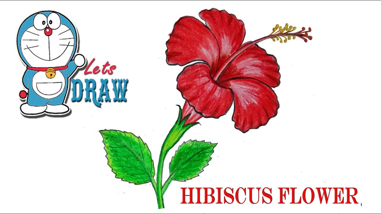 1280x720 How To Draw A China Rose Hibiscus Flower Step - Chinese Flower Drawing