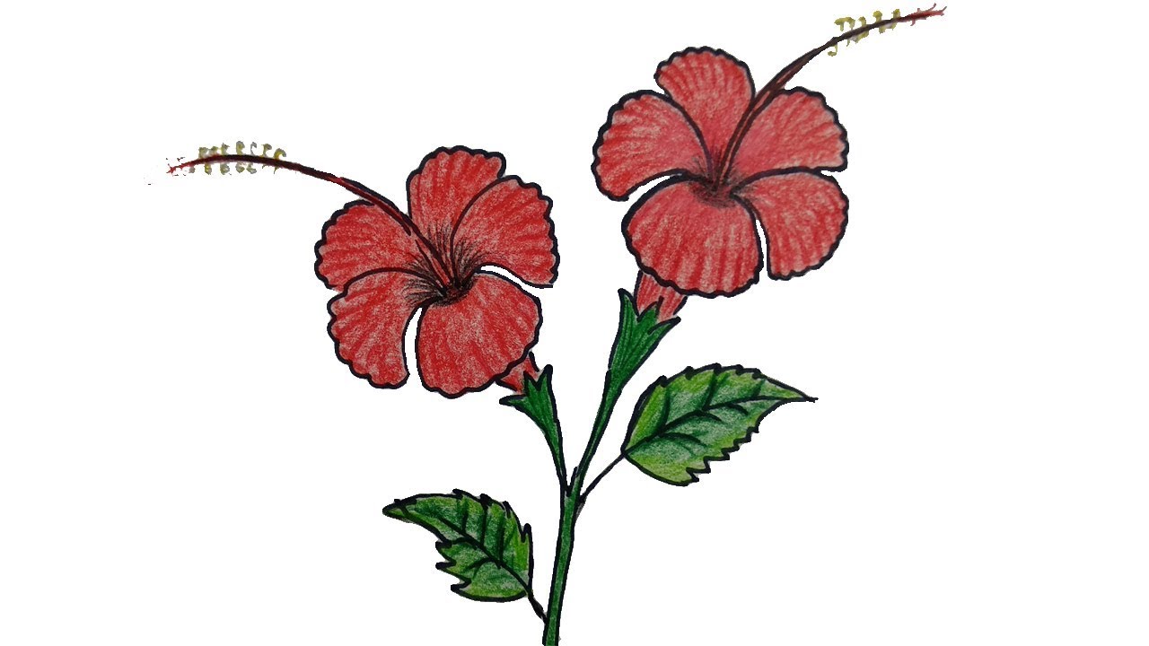 1280x720 How To Draw A Hibiscus Flower Step - Chinese Flower Drawing