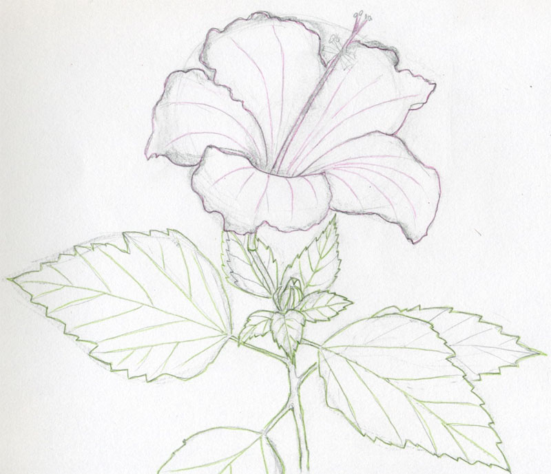Chinese Flower Drawing at Explore collection of