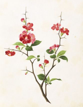 332x428 chinese flower print from the vampa collection prints chinese - Chinese Flower Drawing