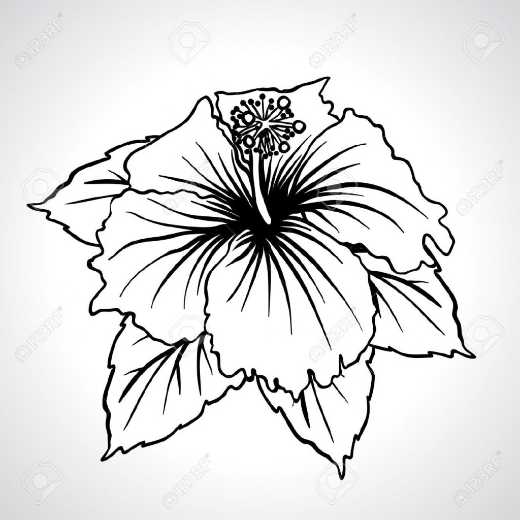 1024x1024 Chinese Flower Coloring - Chinese Flower Drawing