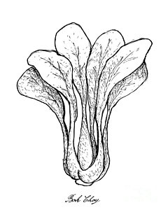 240x300 chinese food drawings - Chinese Food Drawing