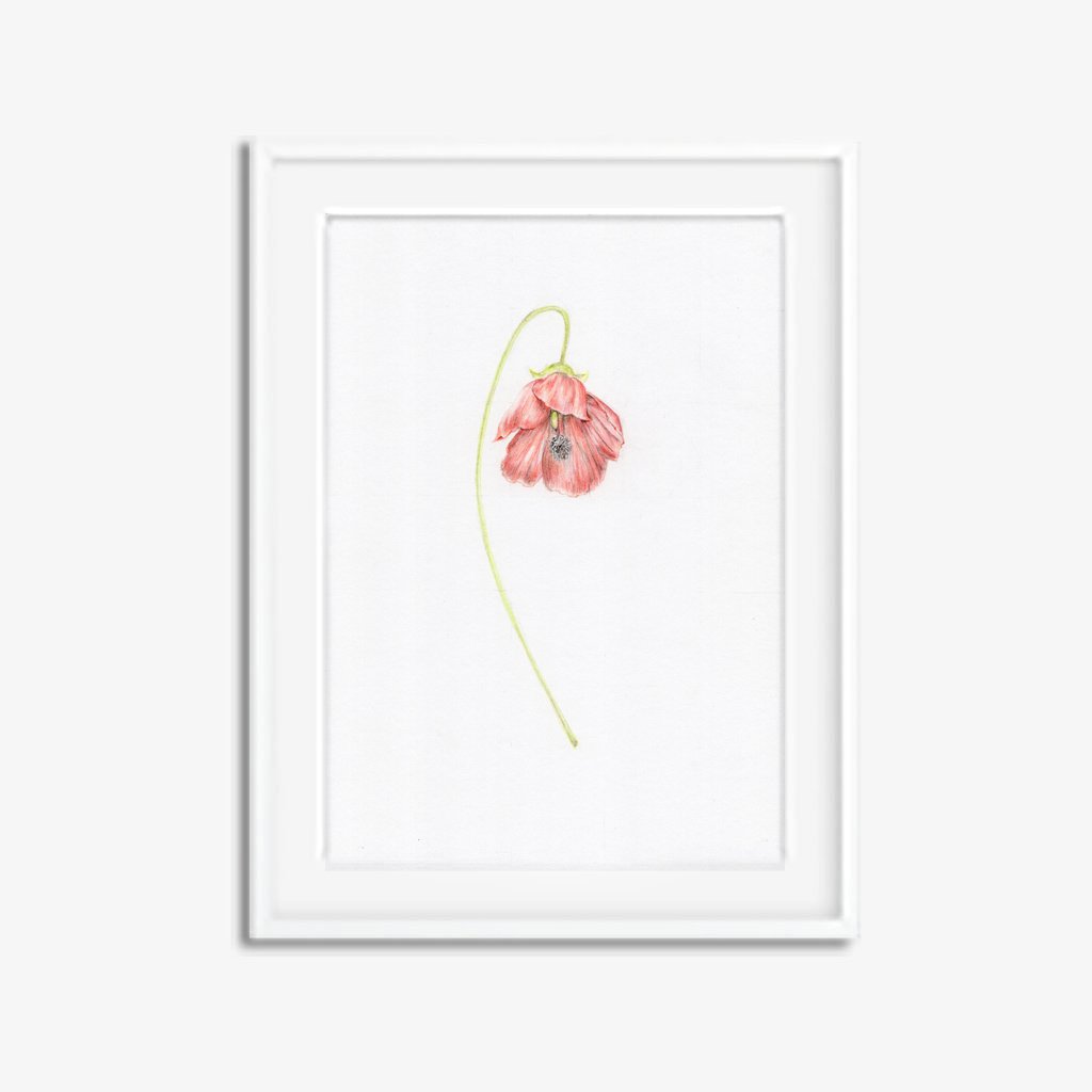 1024x1024 chinese lantern original botanical drawing carmen hui art - Chinese Lantern Drawing