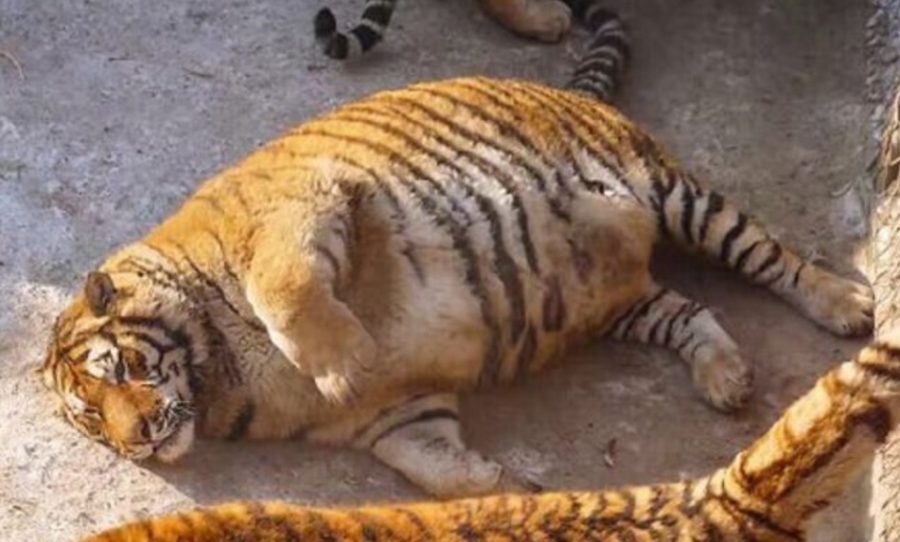 900x542 Fat Chinese Tigers Are The Best Thing You'll See Today - Chinese Tiger Drawing