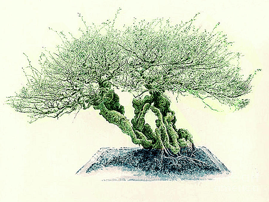 900x675 Lone Tree In Green - Chinese Tree Drawing
