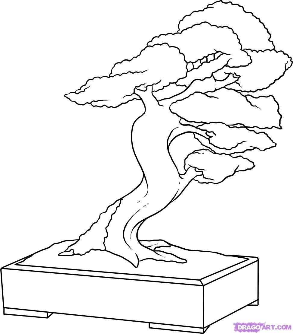 974x1107 Step How To Draw A Bonsai Tree - Chinese Tree Drawing