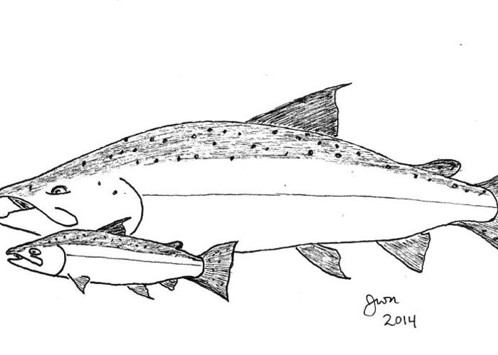 700x500 chinook adult and jack salmon greeting card for sale - Chinook Drawing