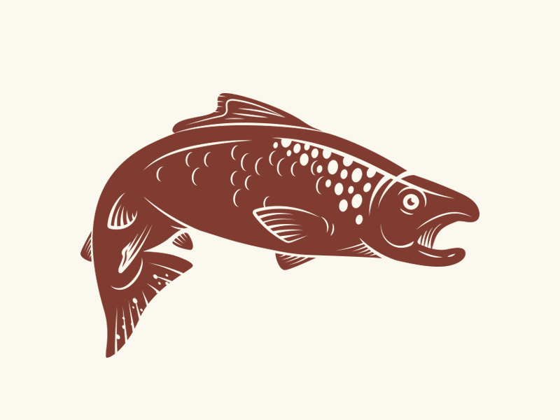 800x600 chinook salmon - Chinook Salmon Drawing