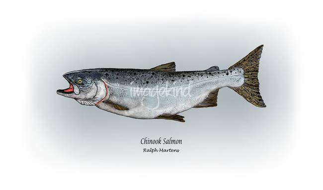 650x382 chinook salmon - Chinook Salmon Drawing