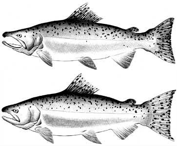 363x300 chinook salmon - Chinook Salmon Drawing