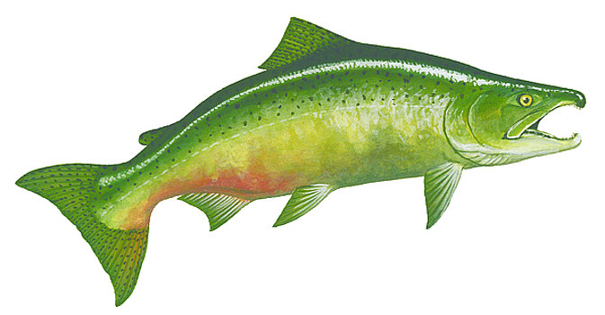 673x350 fall chinook salmon painting - Chinook Salmon Drawing