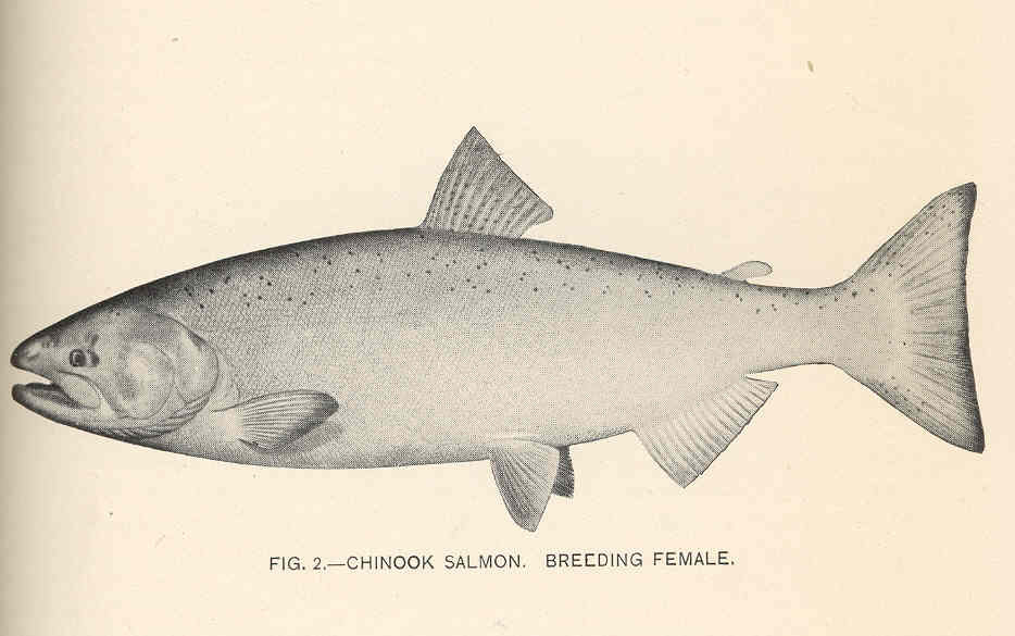 Chinook Salmon Drawing at Explore collection of