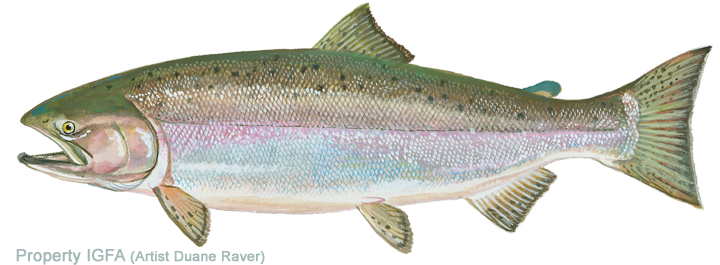 720x265 igfa world record all tackle records salmon, chinook chairs - Chinook Salmon Drawing