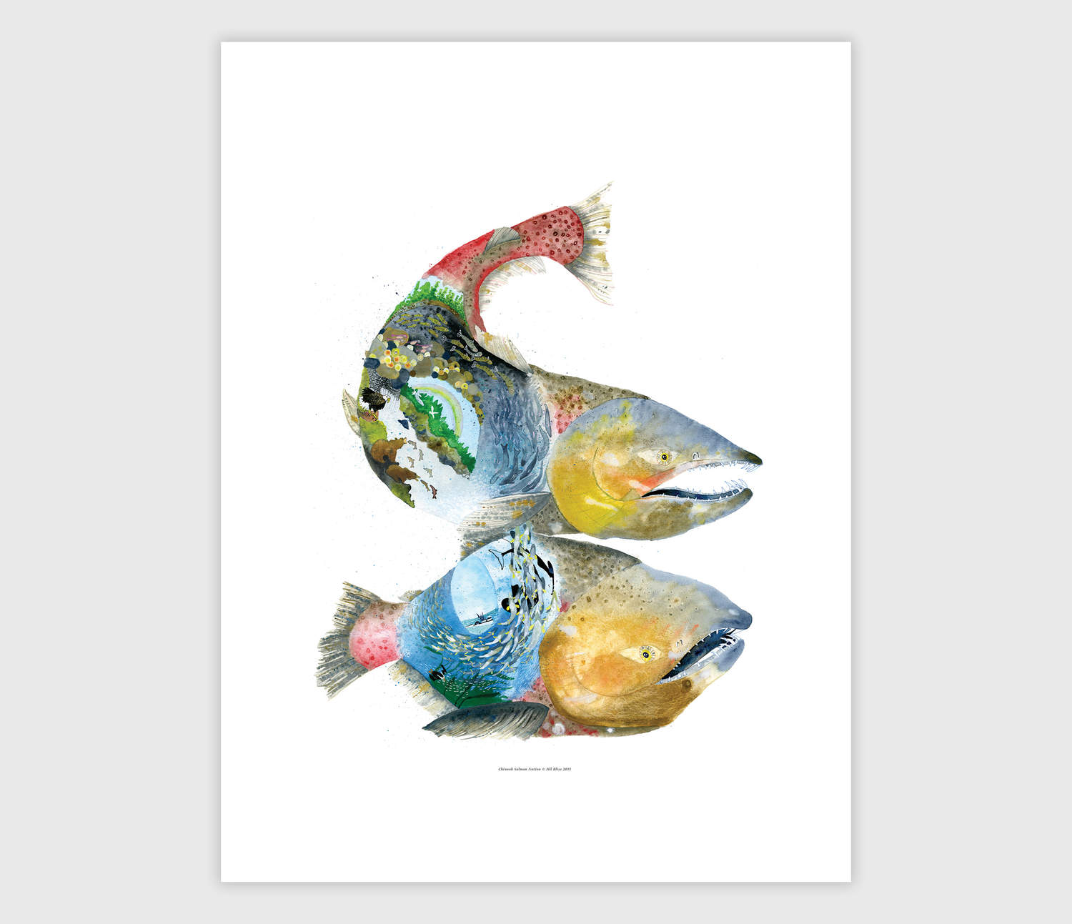 1500x1293 jill bliss - Chinook Salmon Drawing