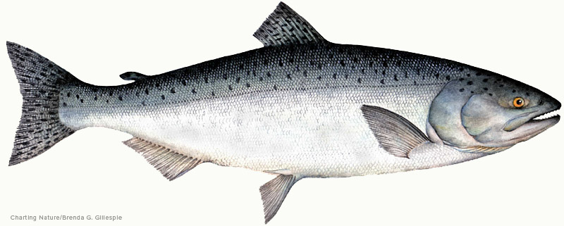800x321 king chinook - Chinook Salmon Drawing