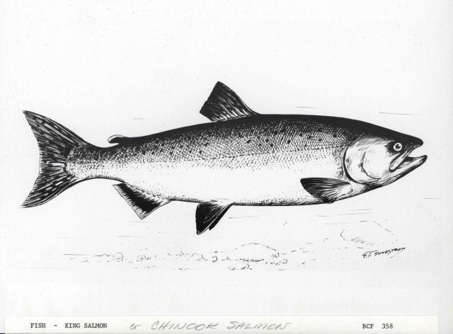 Chinook Salmon Drawing at PaintingValley.com | Explore collection of ...