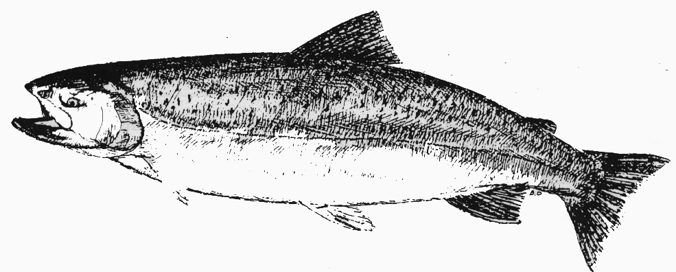 985x396 salmon drawing salmon alaskan for free download - Chinook Salmon Drawing