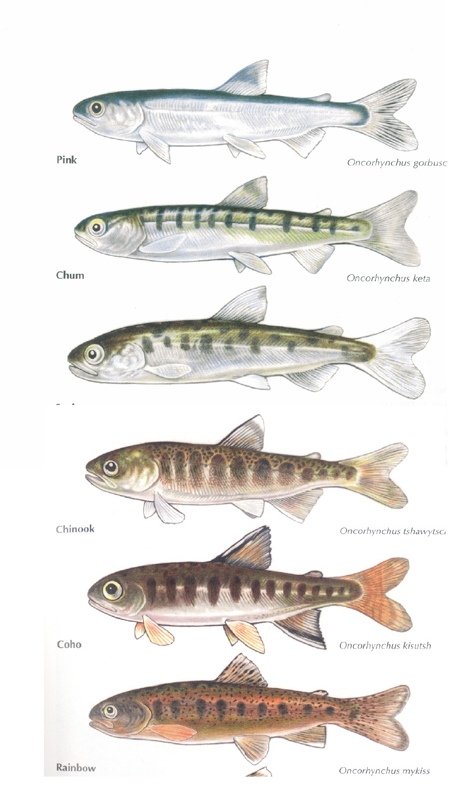 900x1588 tottering totems - Chinook Salmon Drawing
