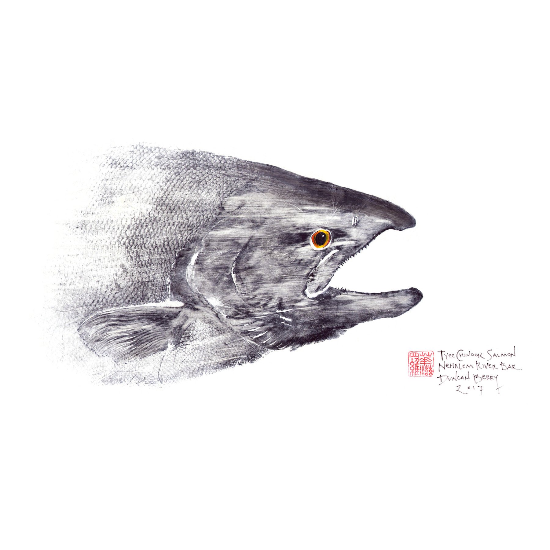 1800x1800 tyee chinook salmon head - Chinook Salmon Drawing