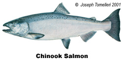 250x122 what is a chinook salmon idaho fish and game - Chinook Salmon Drawing