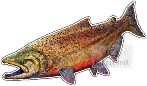 590x344 wildlife art freshwater sports fish - Chinook Salmon Drawing