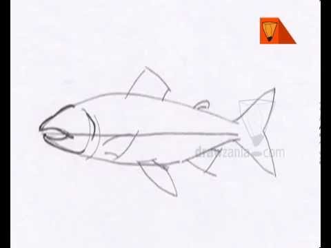 480x360 animal drawing basic how to draw chinook salmon - Chinook Salmon Drawing