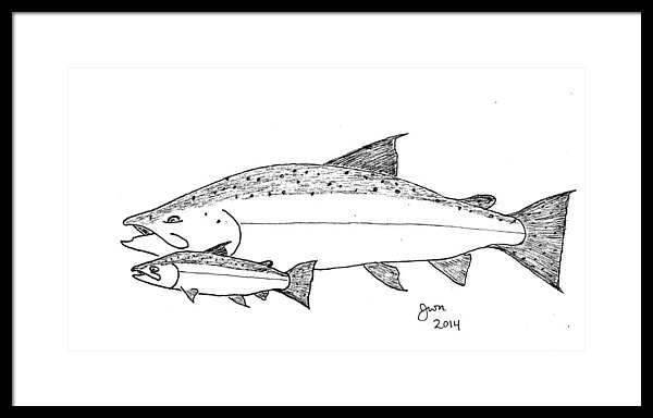 600x384 chinook adult and jack salmon framed print - Chinook Salmon Drawing