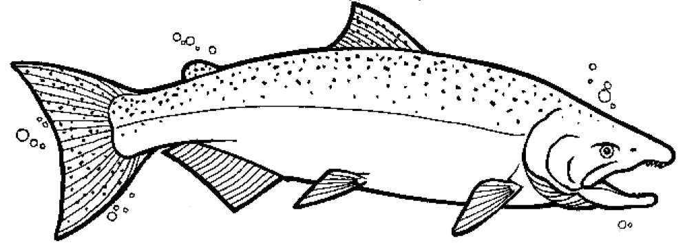 995x353 chinook salmon coloring - Chinook Salmon Drawing