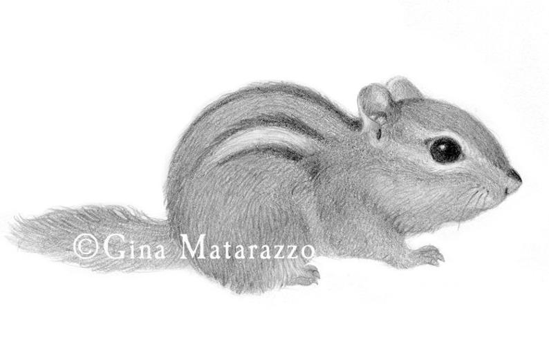Chipmunk Drawing