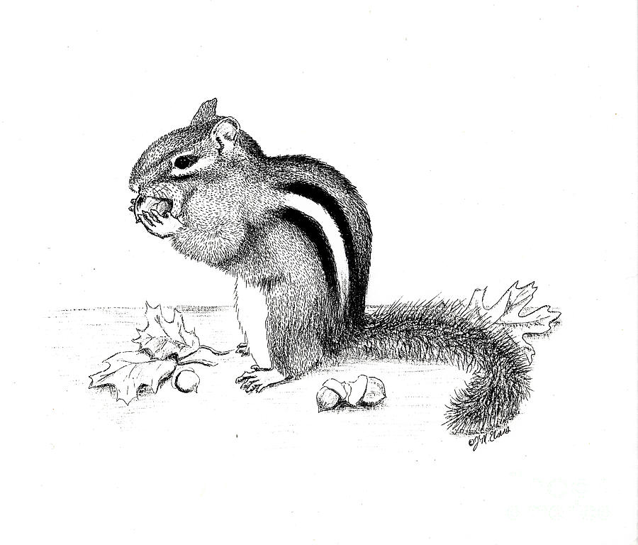 900x768 chipmunk drawing - Chipmunk Drawing