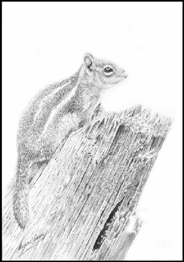 367x521 chipmunk drawing - Chipmunk Drawing