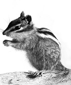250x300 chipmunk drawings fine art america - Chipmunk Drawing