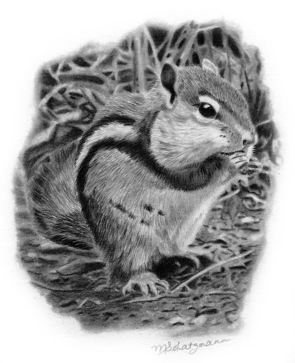 586x720 chipmunk drawing realistic pencil drawing, learn how to draw - Chipmunk Drawing