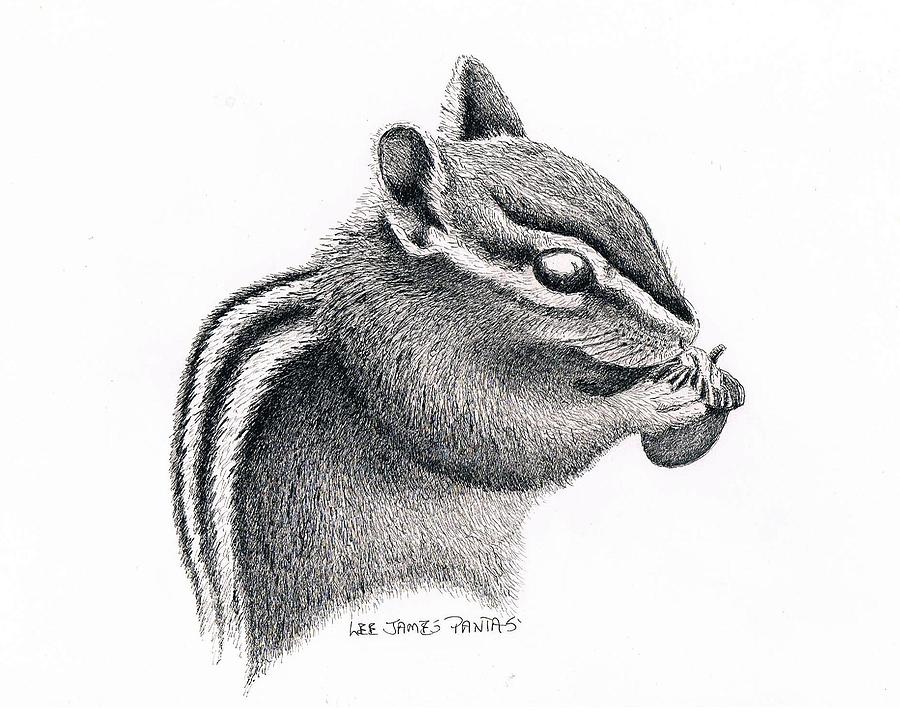 900x721 eastern chipmunk drawing - Chipmunk Drawing
