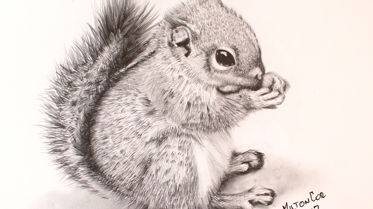 1280x720 how to draw a chipmunk - Chipmunk Drawing