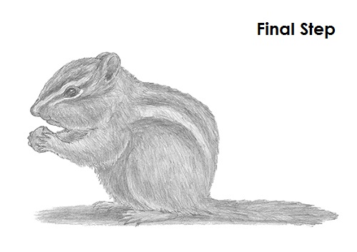 500x353 how to draw a chipmunk - Chipmunk Drawing