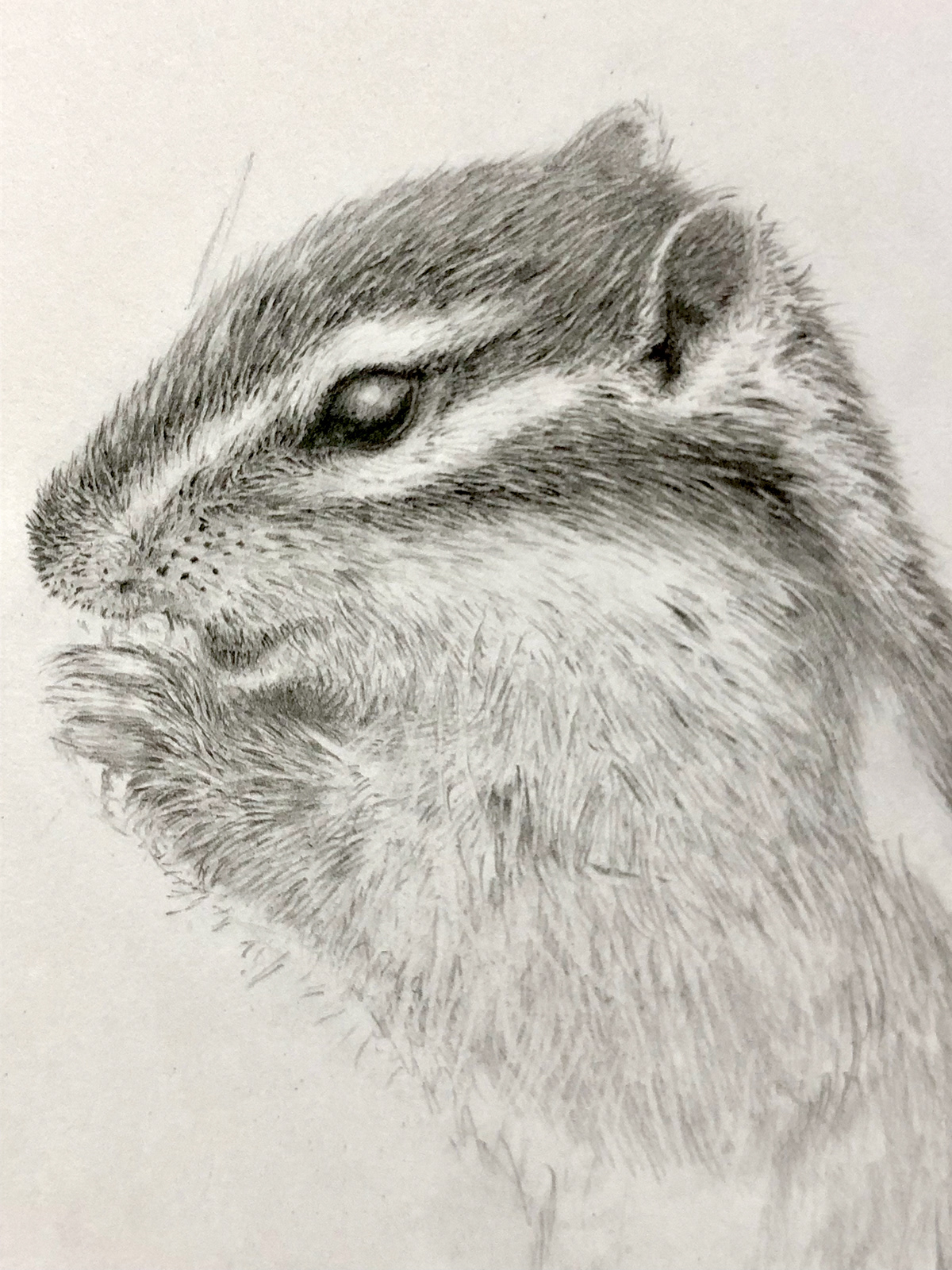 1200x1600 pencil drawing - Chipmunk Drawing