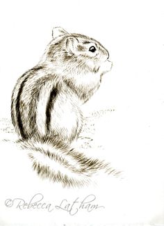 236x325 best chipmonk sketches and paintings images chipmunks - Chipmunk Drawing