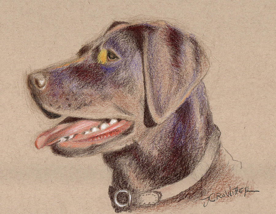900x699 Chocolate Lab Drawing - Chocolate Lab Drawing