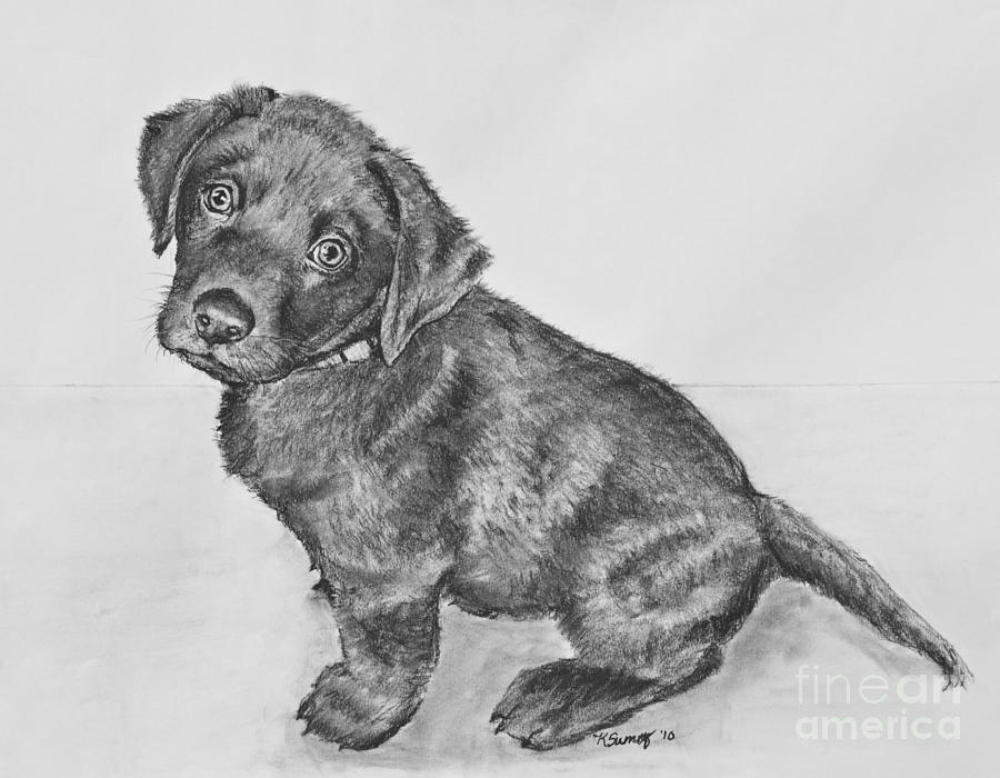 900x700 Chocolate Lab Puppy Artwork Drawing - Chocolate Lab Drawing