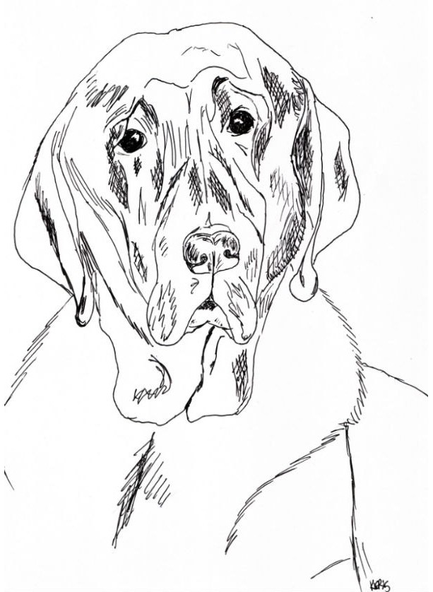 Chocolate Lab Drawing at Explore collection of