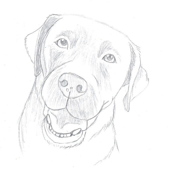 686x692 Chocolate Lab Sketch Liam's Art Inspiration In Pencil - Chocolate Lab Drawing
