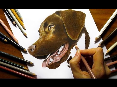 480x360 Drawing Chocolate Labrador Retriever In Colored Pencil - Chocolate Lab Drawing