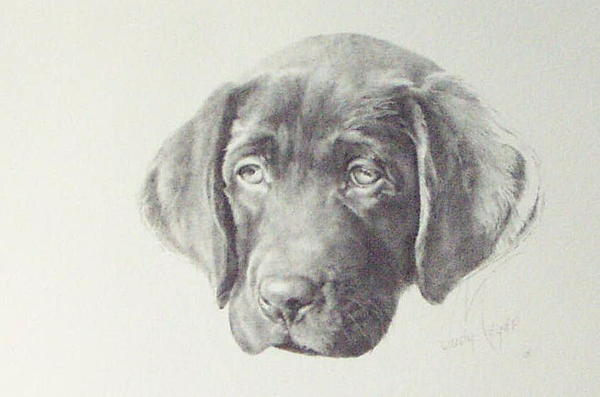 600x397 Gus - Chocolate Lab Drawing