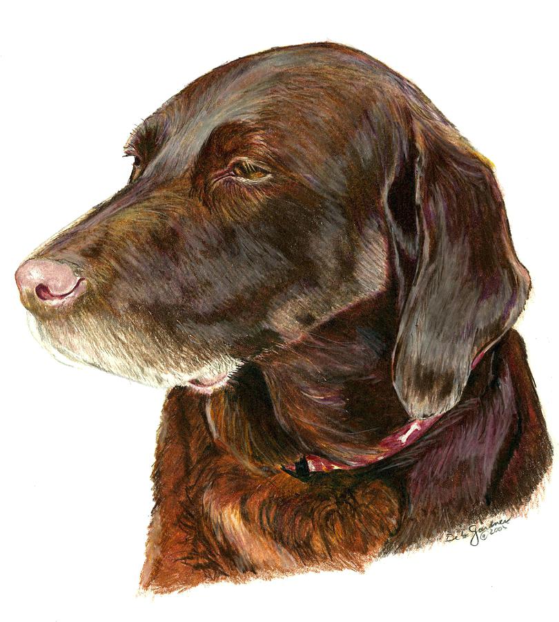 810x900 Lab Drawings Chocolate Drawing - Chocolate Lab Drawing