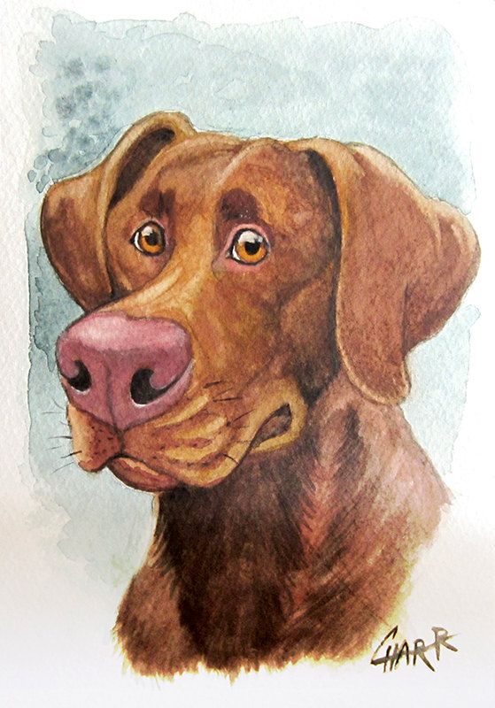 559x800 Original Chocolate Lab Watercolor Painting Labrador Retriever - Chocolate Lab Drawing