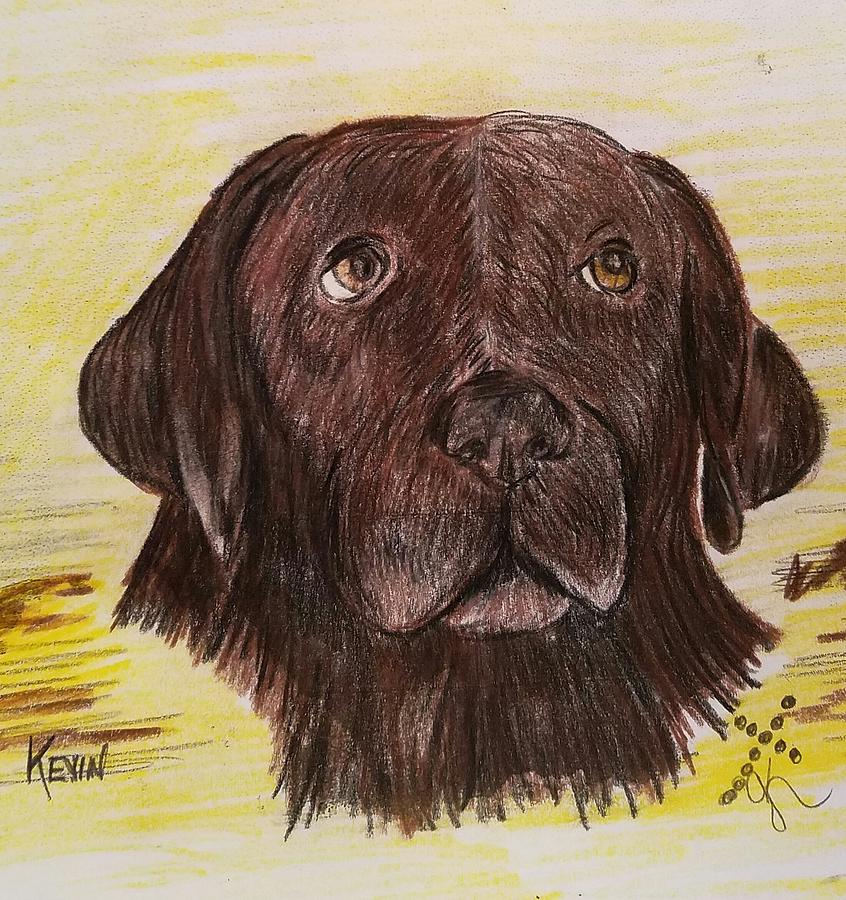 846x900 Chocolate Lab Drawing - Chocolate Lab Drawing